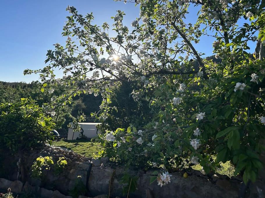 Lilly'S Finca - Romantischter Rueckzugsort - Pool Vilaflor Zewnętrze zdjęcie
